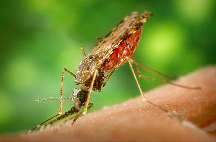 Le paludisme, une maladie qui n’existe presque pas en Occident