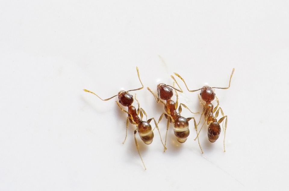 You are currently viewing Une façon simple d’éliminer les fourmis de votre maison!